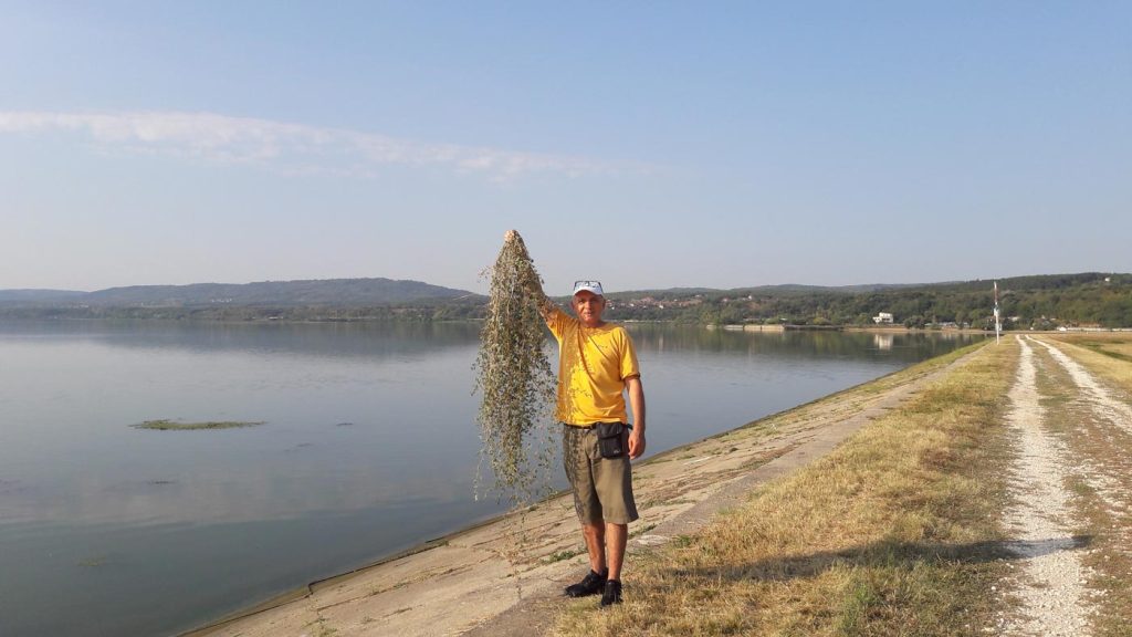 Tribulus, cela biljka