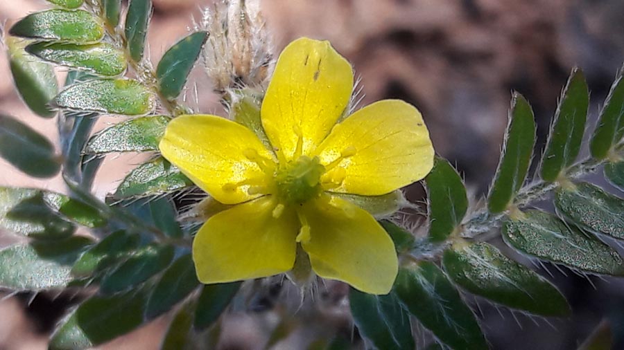 Tribulus cvet