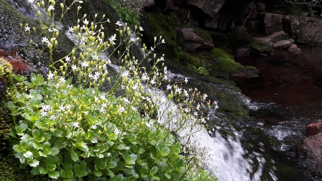 Zvezdasta kamenolomka