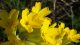 Primula veris - cvet