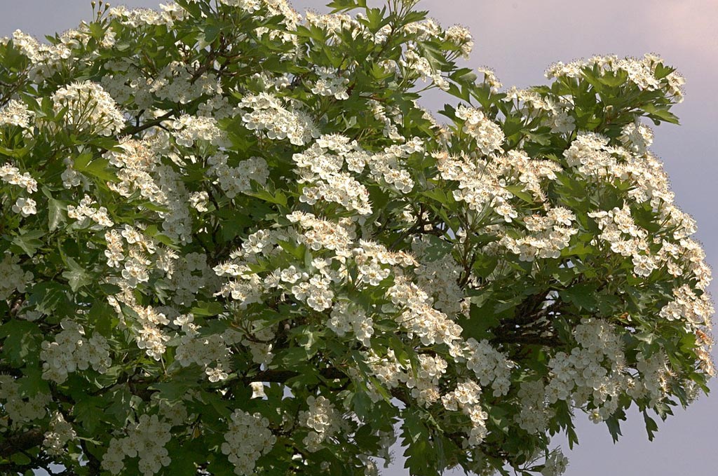 List i cvetovi gloga, zaštitnici srca i nervnog sistema