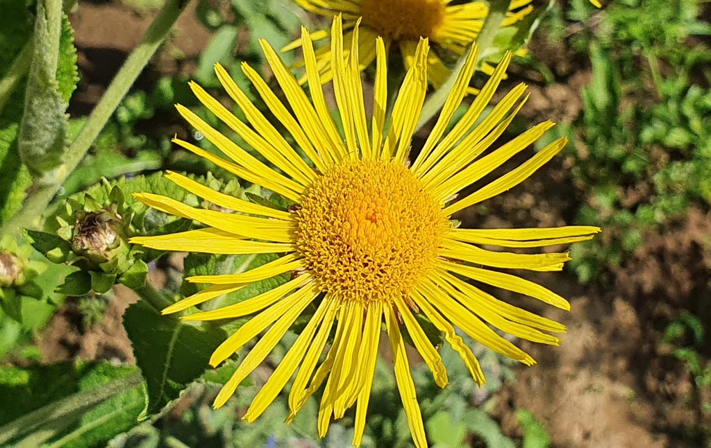 Detalj žutog cveta belog omana