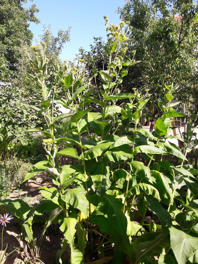 Beli oman (Inula helenium) u prirodnom staništu, visoka biljka sa žutim cvetovima i velikim listovima