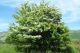 Glog (Crataegus monogyna) - žbun sa cvetovima u prirodnom staništu