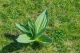 Lincura (Gentiana lutea), mlada biljka na planinskoj livadi.