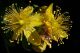 Cvetovi Kantariona (Hypericum perforatum L.)