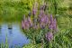 Potočnjak (Lythrum salicaria) u prirodnom staništu uz obalu potoka