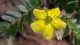 Tribulus terrestris biljka i aktivne supstance