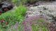 Majčina dušica (Thymus serpyllum) na Staroj planini