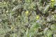 Babin zub (Tribulus terrestris) u prirodnom staništu
