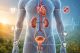 Povezanost urinarnog sistema, prostate i cirkulacije