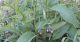 GAVEZ (Symphytum officinale L.)
