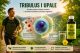 Tribulus i upale – povezanost oksidativnog stresa i prirodnih regulatornih procesa organizm u svrhu oporavka organizma