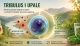 Tribulus i upale – povezanost oksidativnog stresa i prirodnih regulatornih procesa organizma